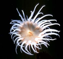 Anemone, Truk Lagoon; Housed Nikon F; 55mm Auto Micro Nik... by Rick Tegeler 
